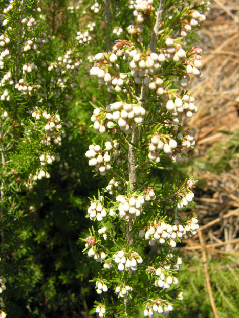 Erica arborea / Erica arborea